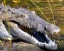 P. Marek Dunda: Krokodýl